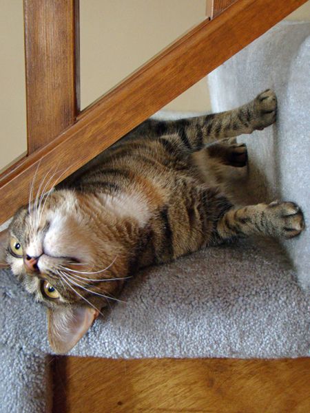 Sophie lying on her side on the stairs, stretching her head out beneath the railing