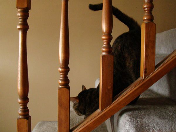 Sophie standing on the stairs, stretching