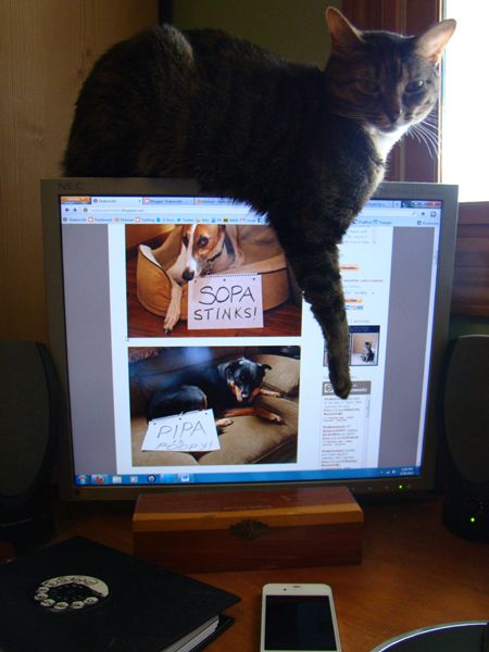 Sophie sits atop my monitor, which is showing images of Dudley and Zelda protesting SOPA/PIPA