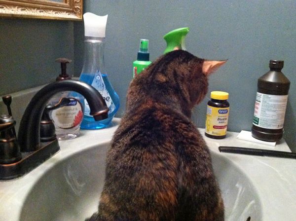 Sophie sitting in the sink
