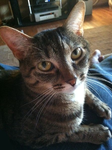 image of Sophie, a brown torbie cat, in close-up, looking at the camera while sitting on my lap