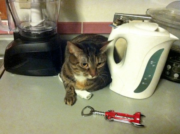 image of Sophie the Cat sitting on the counter, tucked in between the food processor and the electric kettle