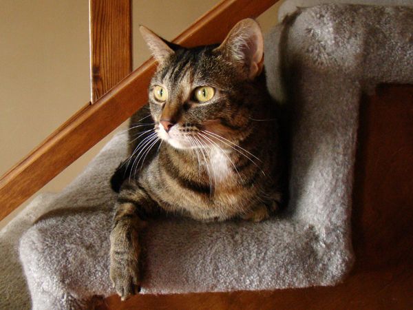 image of Sophie the Cat sitting on the stairs