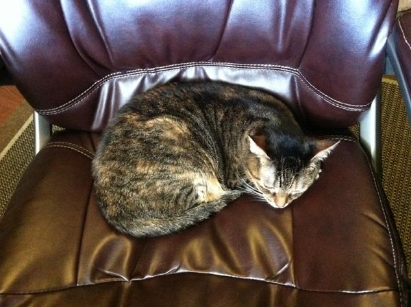image of Sophie, a brown, black, tan, orange, and white torbie cat, sitting in my office chair