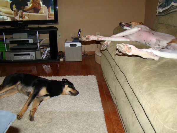 Zelda lies on the floor, and Dudley lies on the couch with his tongue hanging out, both sleeping