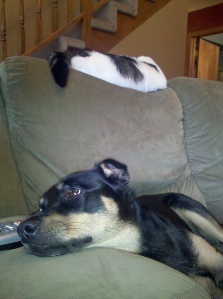 Zelda the Mutt and Olivia the Cat chill out on the sofa