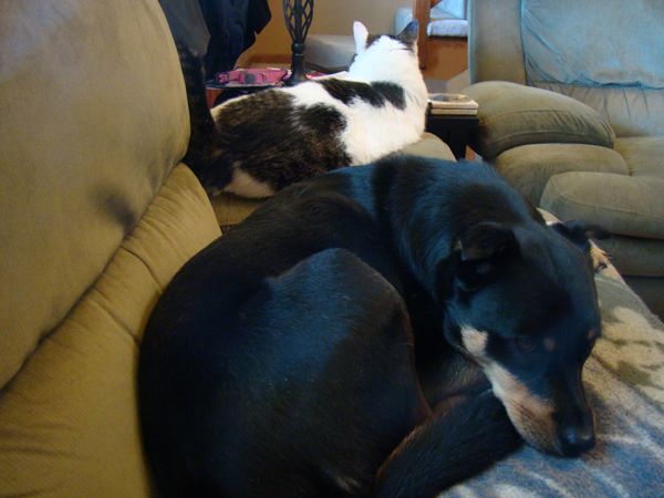 Zelly the Dog and Livsy the Cat nap beside each other on the couch