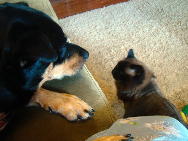 image of Matilda the Cat on the floor, looking up petulantly at Zelda the Mutt who is sitting on the couch next to me