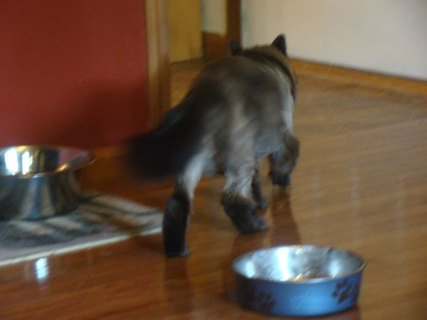 image of Matilda strolling into the kitchen