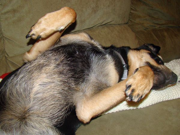 image of Zelda the Mutt lying on her back, showing her belly