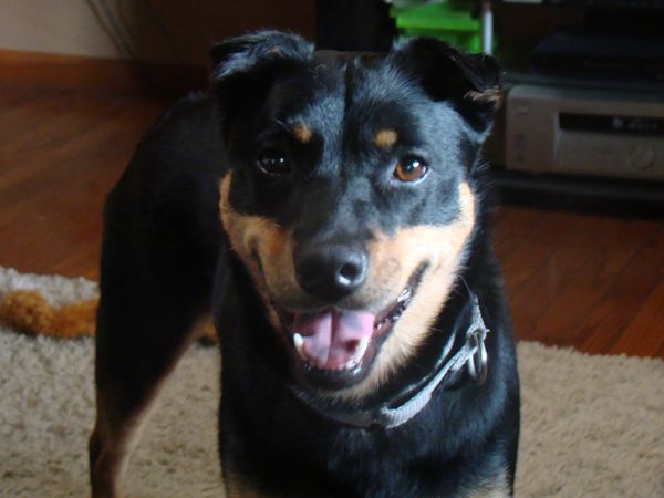 image of Zelda the Mutt grinning