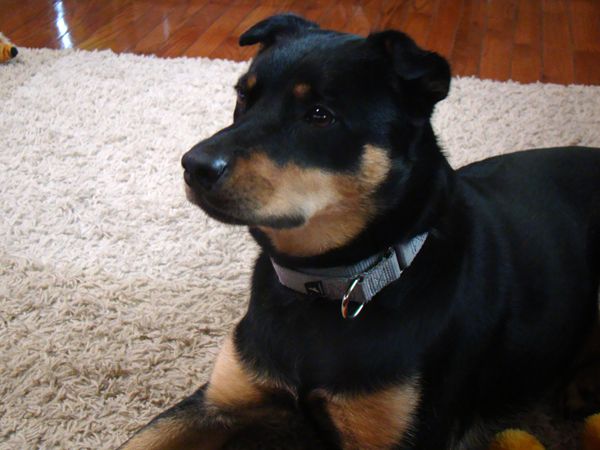 image of Zelda the Mutt looking up intently Zelda does intense