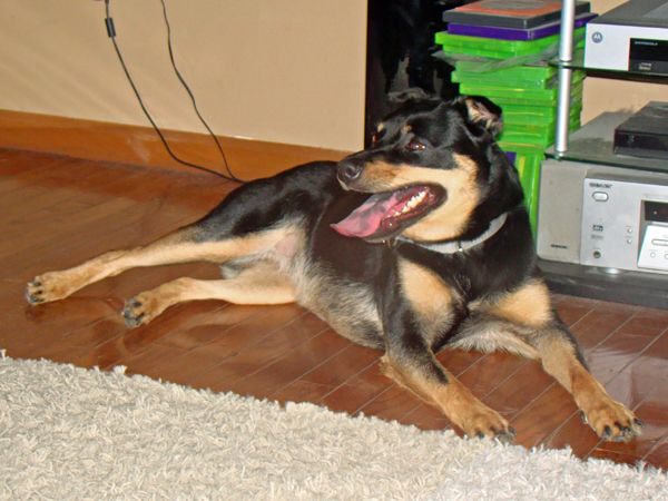 Zelda the Mutt lies on the living room floor, with her black-spotted tongue hanging out