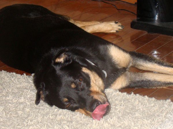 Zelda the Mutt lying on the floor, licking her nose with her tongue