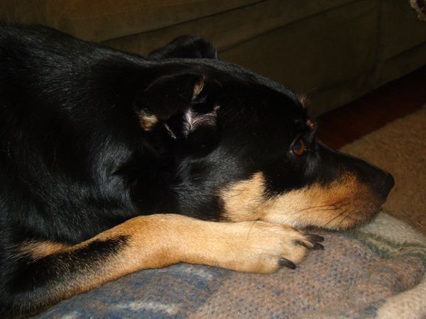Zelda the Mutt lies on the couch, dozing
