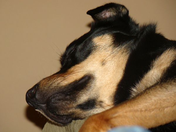 Zelda the Mutt lies on the couch taking a nap