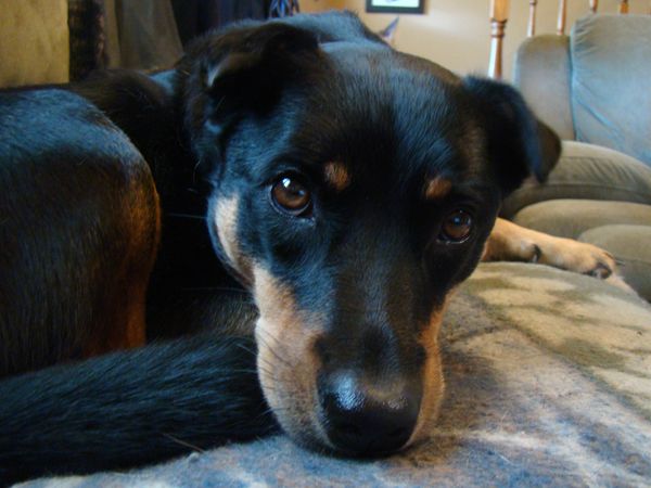 image of Zelda the Mutt curled up on the couch