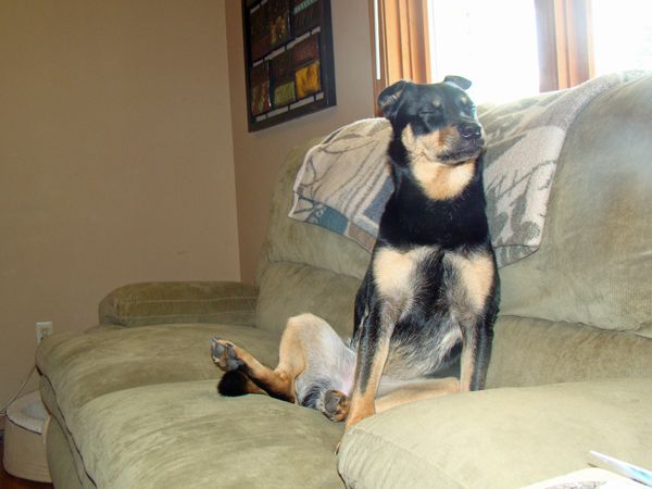 Zelda the Mutt sits on the couch by the window, getting sun on her face; she's sitting upright like a person