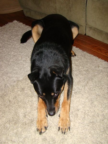 image of Zelda lying on the floor with her nose between her paws