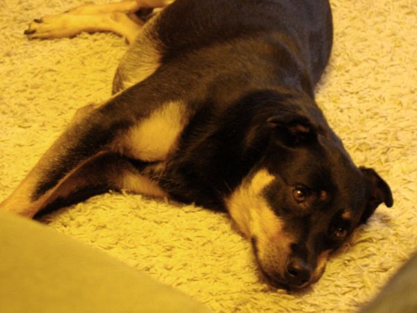 Zelda the Mutt lies on the living room floor in a yellow light