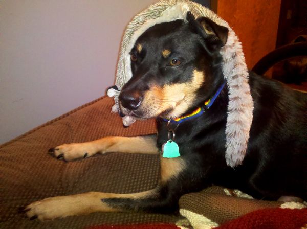 Zelda the Mutt with a stuffing-less plushy toy raccoon draped across her head