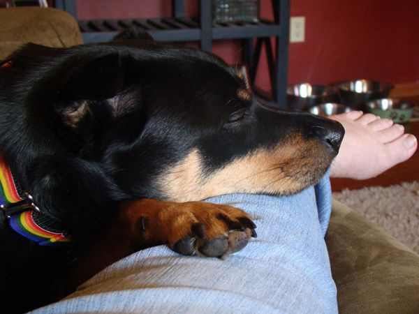 Zelda lies beside me on the couch with her chin on my leg