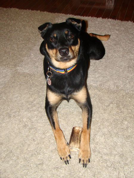 image of Zelda the Black-and-Tan Mutt lying on the living room floor with an elk antler between her paws; she is looking at the camera.