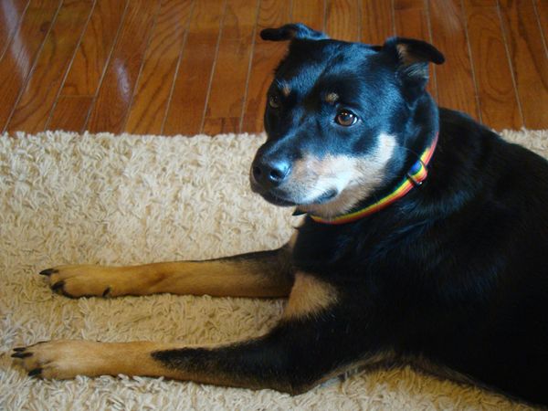 Zelda the Mutt lying on the floor