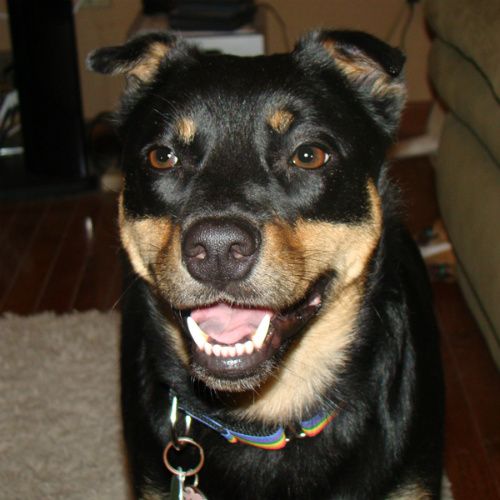 Zelda the Black-and-Tan Mutt grins at the camera