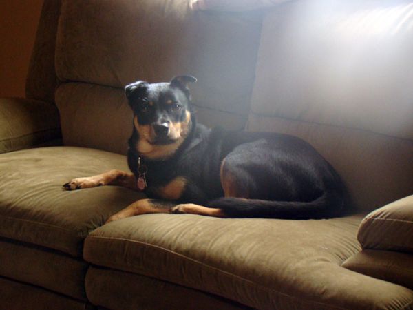 Zelda the Black-and-Tan Mutt lying on the sofa