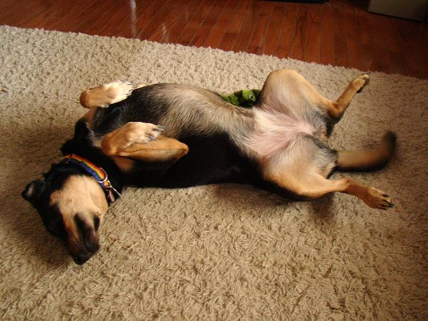 Zelda lying on her back, paws in the air