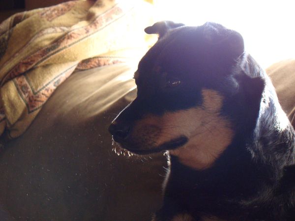 image of Zelda the Black-and-Tan Mutt sitting on the couch in the sunlight, surrounded by lit particles in the air