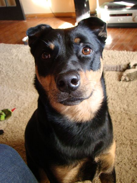 image of Zelda the Black-and-Tan Mutt sitting at my knee looking up at me