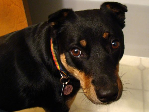 image of Zelda the Black-and-Tan Mutt looking up at the camera