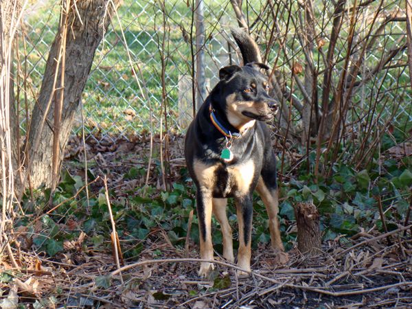 Zelda the Black and Tan Mutt standing in the backyard