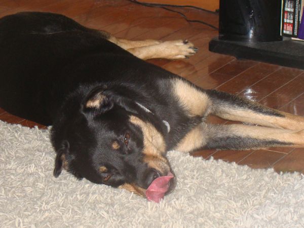 Zelly lying on the floor, licking her nose