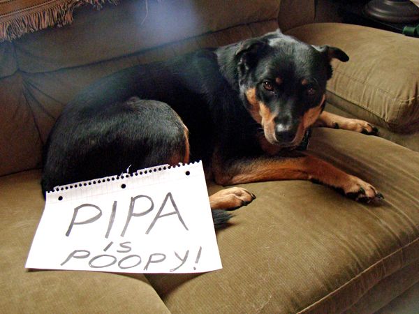 image of Zelda on the couch with a sign reading 'PIPA is Poopy'
