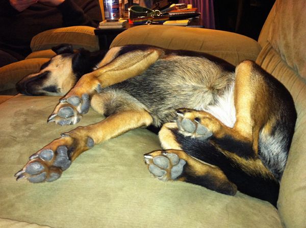 Zelda lying on the couch, revealing her cute belly