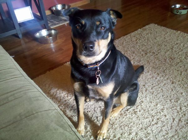 Zelda the Black-and-Tan Mutt sits at my feet, looking up at me