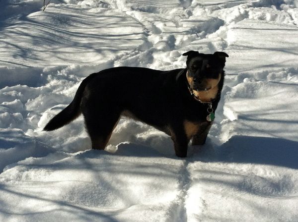 Zelly standing the snow, looking at me with snow on her face