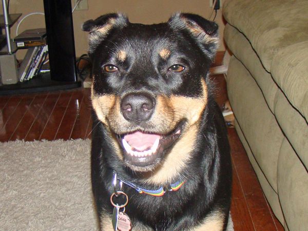 Zelda the Black-and-Tan Mutt standing and smiling at the camera