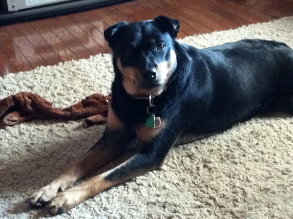 image of Zelda the Black-and-Tan Mutt lying on the living room floor, looking up at the camera