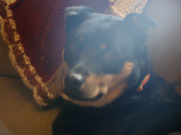 image of Zelda the Black-and-Tan Mutt sitting on the couch in hazy sunlight