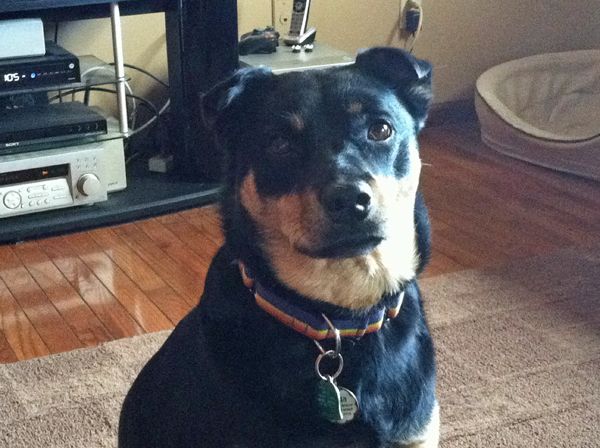 image of Zelda the Black-and-Tan Mutt sitting nicely and looking at the camera