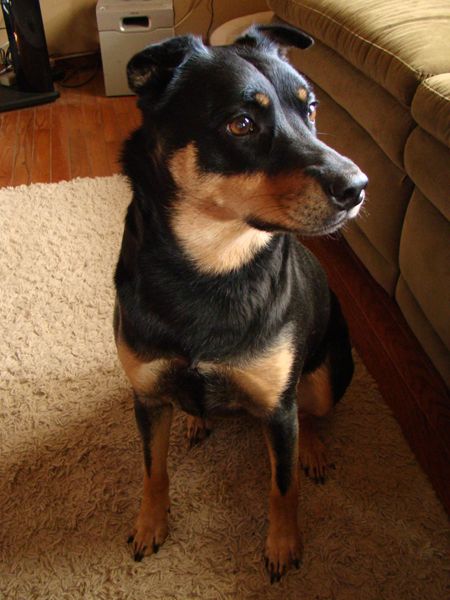 image of Zelda the Black-and-Tan Mutt sitting nicely on the rug, looking to one side