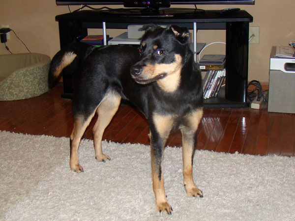 picture of Zelda, a medium-sized black and tan mutt