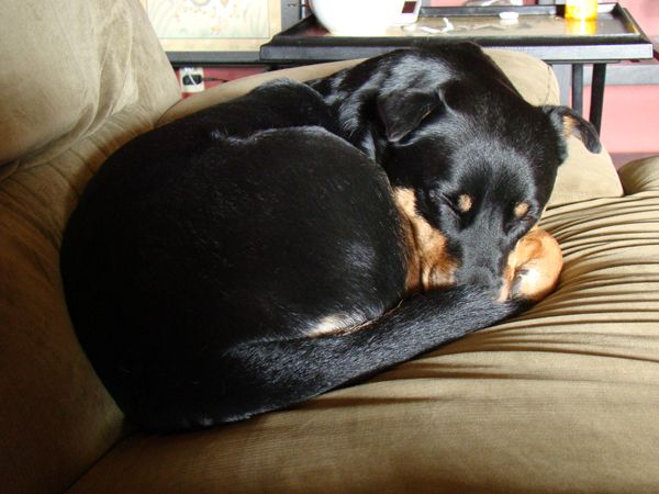 Zelda lying on the couch, curled up into a tight ball, her nose tucked under her tail