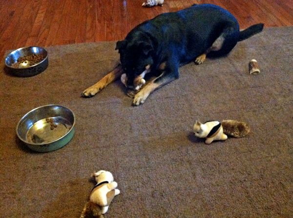Zelda on the rug surrounded by the scattered chipmunks