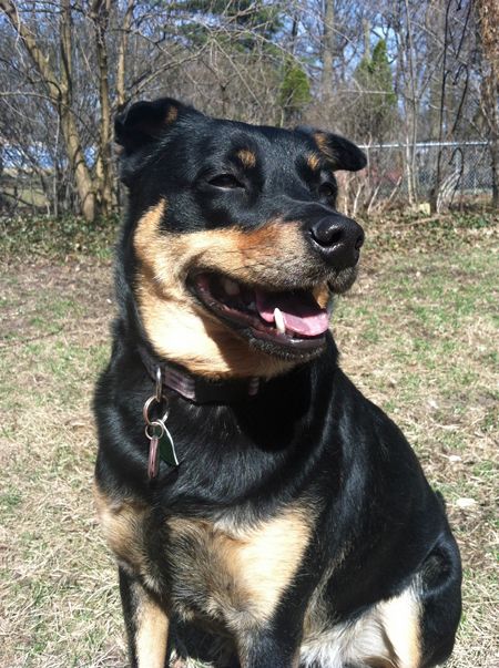 image of Zelda the Black and Tan Mutt sitting in the grass grinning