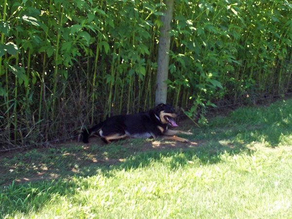 image of Zelda lying in the shade at the dog park